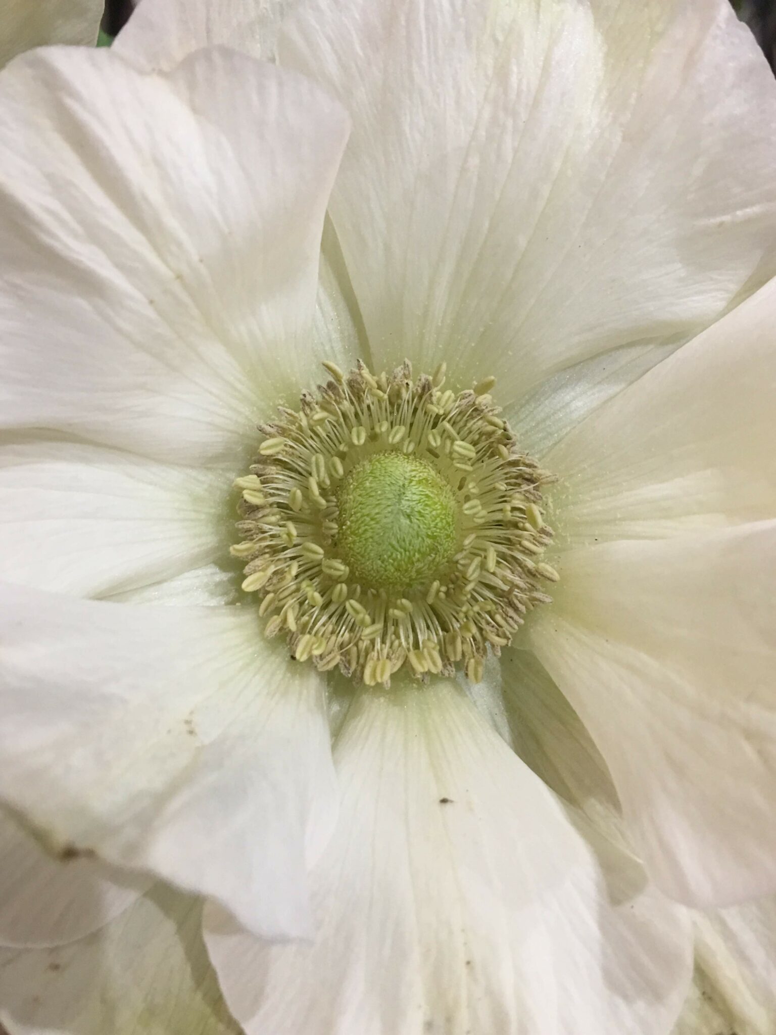 Opening A Flower Shop Florist Tips Natashaflowersimport.nl